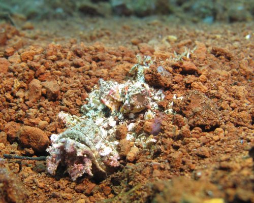 Devil scorpionfish